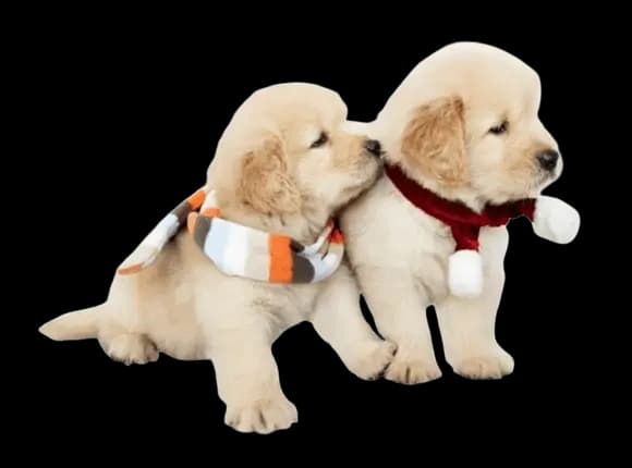 الحيوانات الأليفة